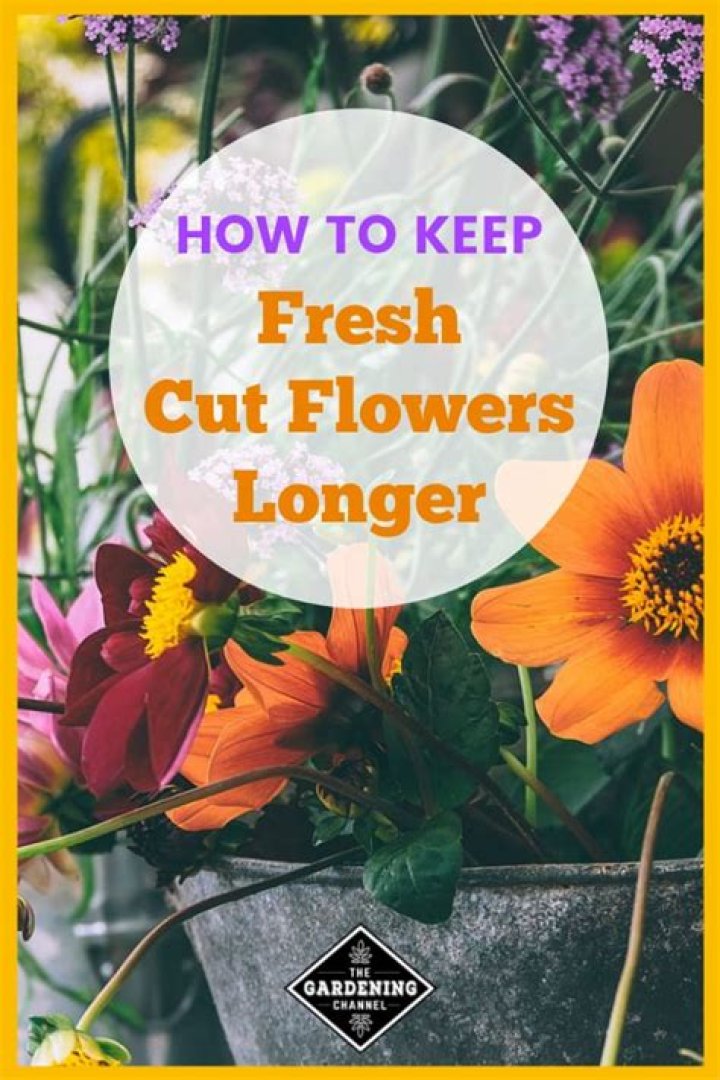 Which cut flowers stay fresh the longest