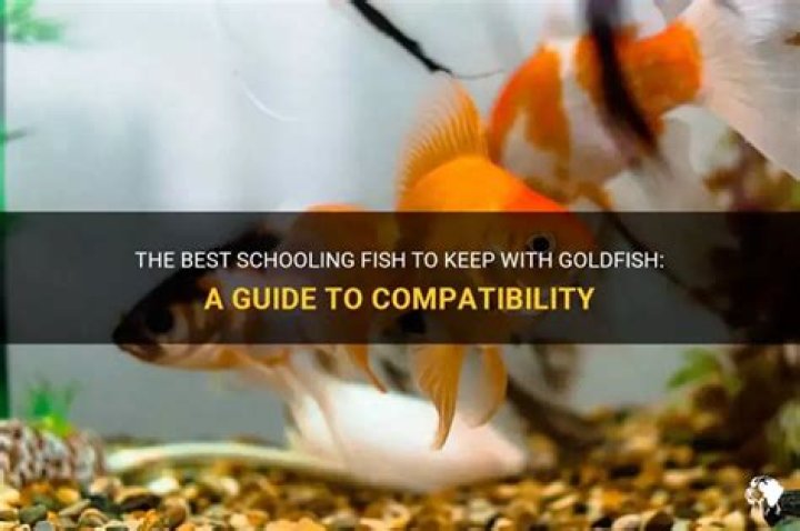 Which fish can be kept with goldfish