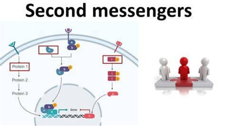 Which hormones use second messenger systems
