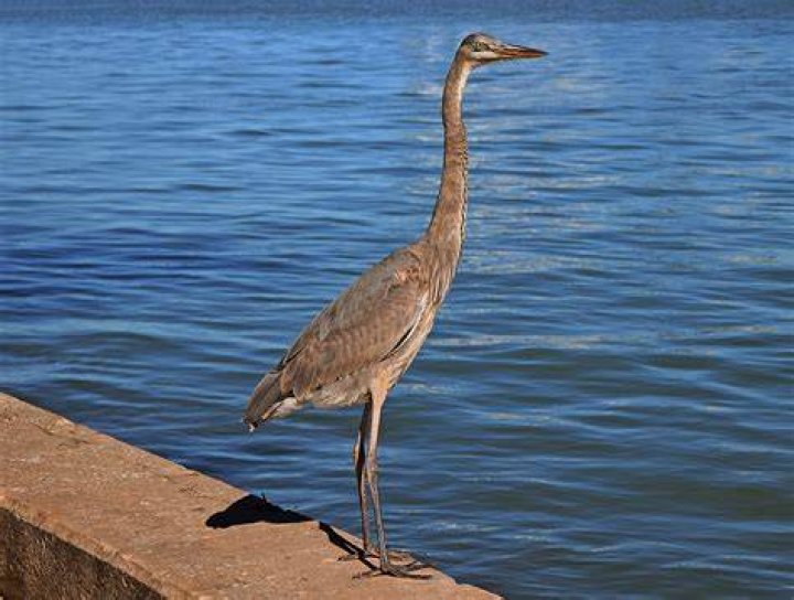 Which is the bird that has a long neck