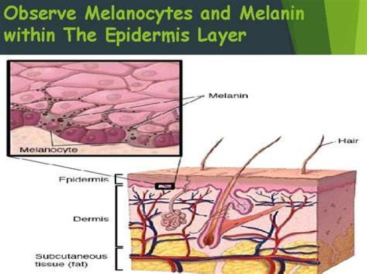 Which layer of epidermis produces melanin