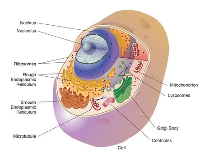 Which organelle is a vesicle that contains enzymes