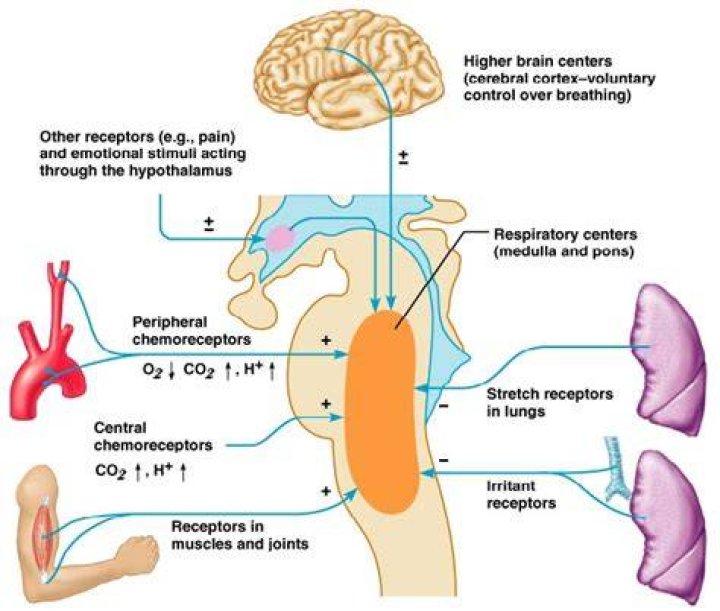Which part of the nervous system regulates breathing
