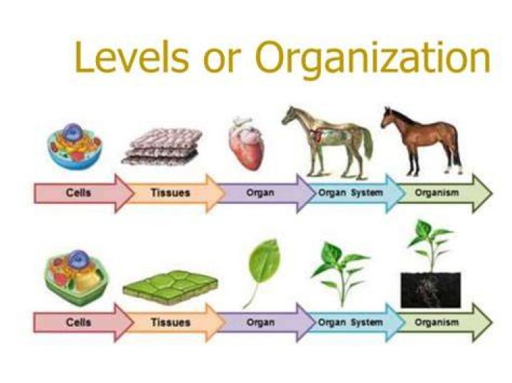 Which shows the correct level of organization