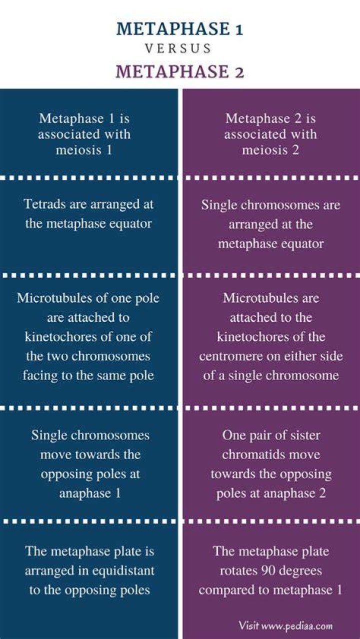 Which statements describe differences between metaphase I and metaphase II