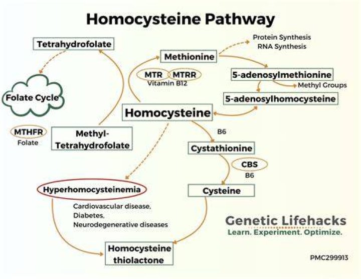Which vitamin deficiency causes homocystinuria