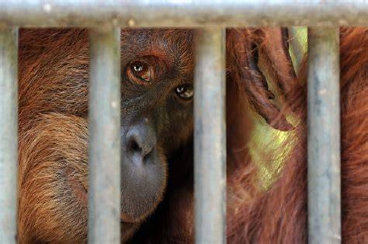 Why are animals captive