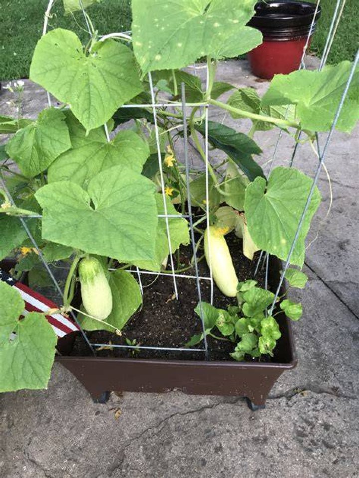 Why are cucumbers not turning green