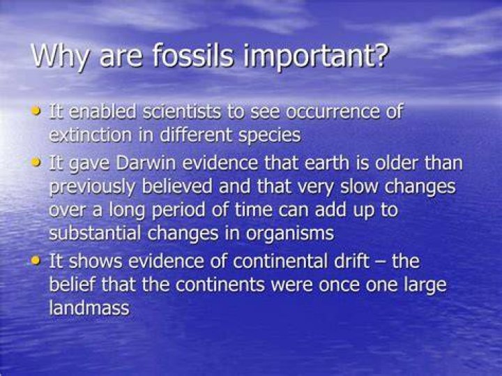 Why are Ediacaran fossils important