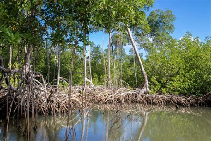 Why are mangrove trees being removed