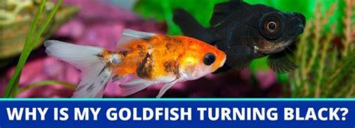 Why are my baby goldfish black
