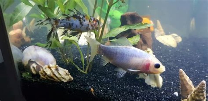 Why are my fish eating my plants