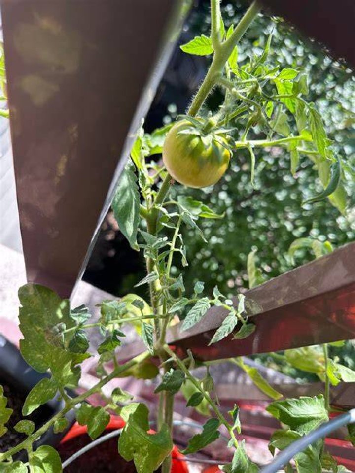 Why are my tomatoes not growing