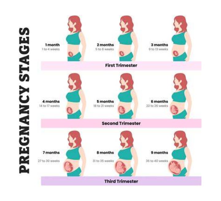 Why are pregnancy trimesters divided