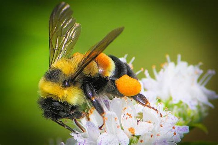 Why are rusty patched bumble bees endangered