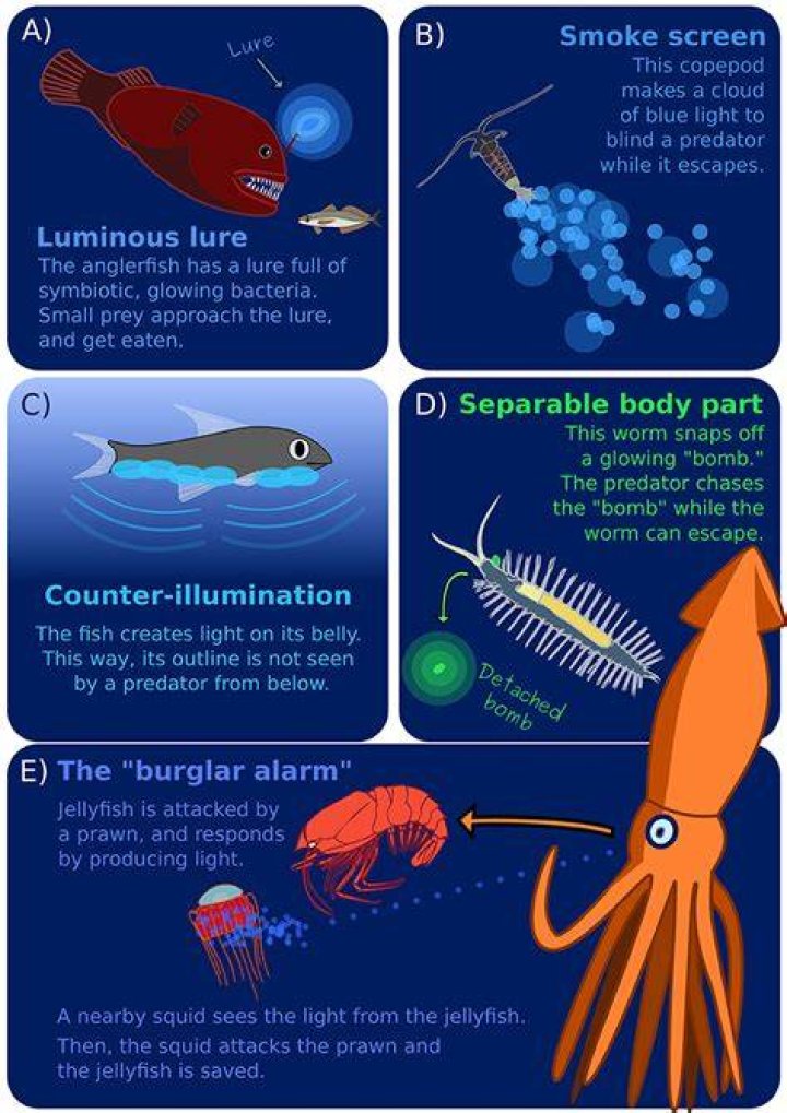 Why are sea creatures bioluminescent
