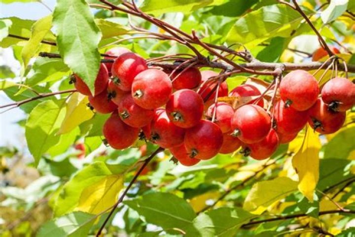 Why are they called crab apples