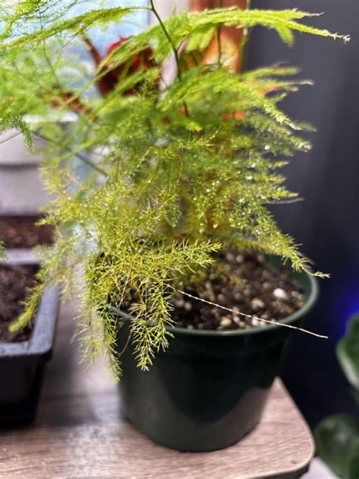 Why do asparagus ferns turn yellow