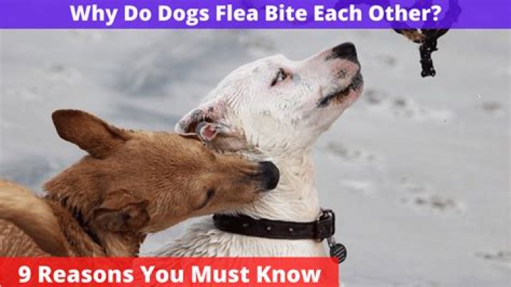 Why do dogs flea bite each other