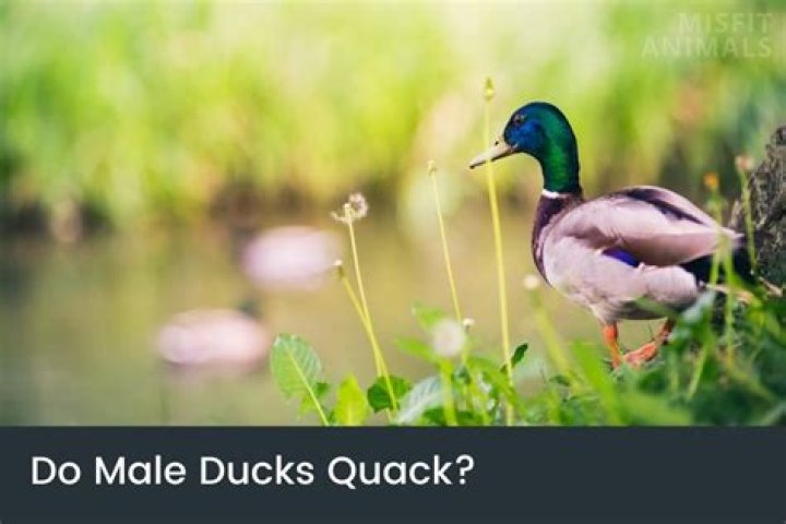 Why do ducks quack a lot