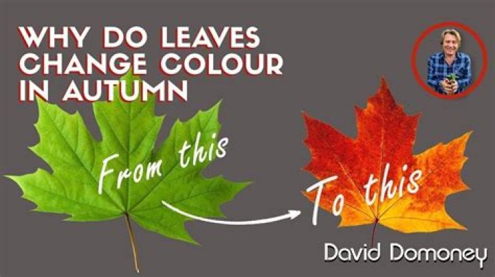 Why do leaves change color simple answer