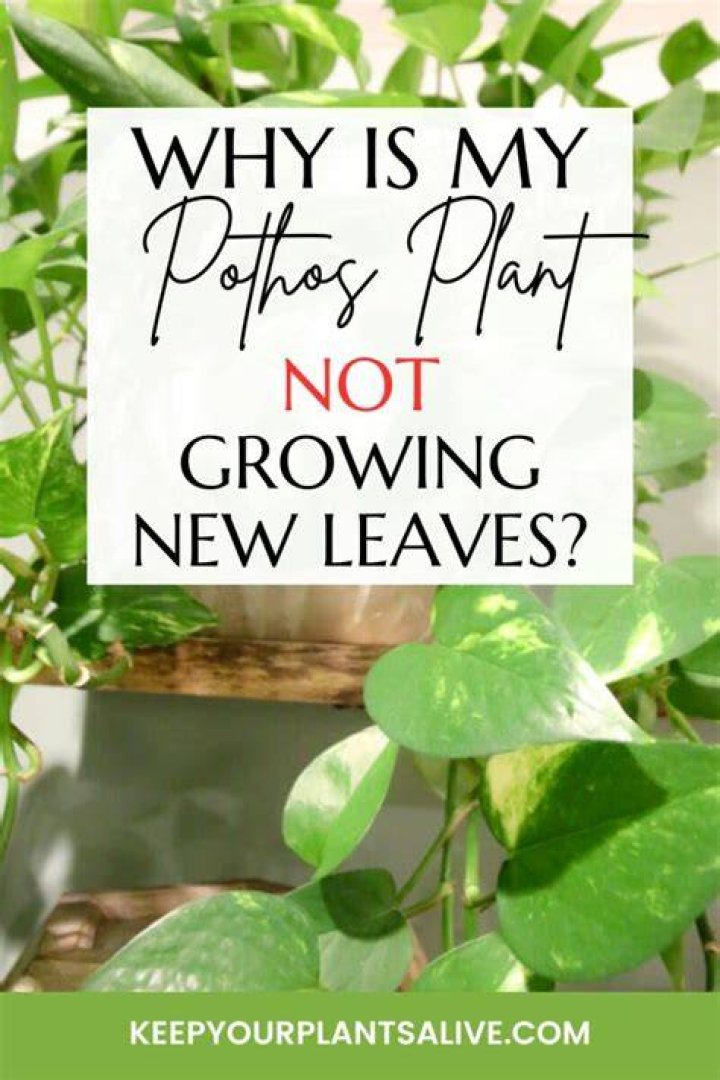 Why do my plants not grow