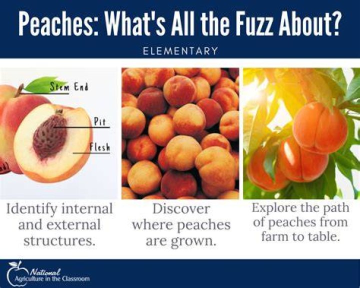 Why do peaches get pithy