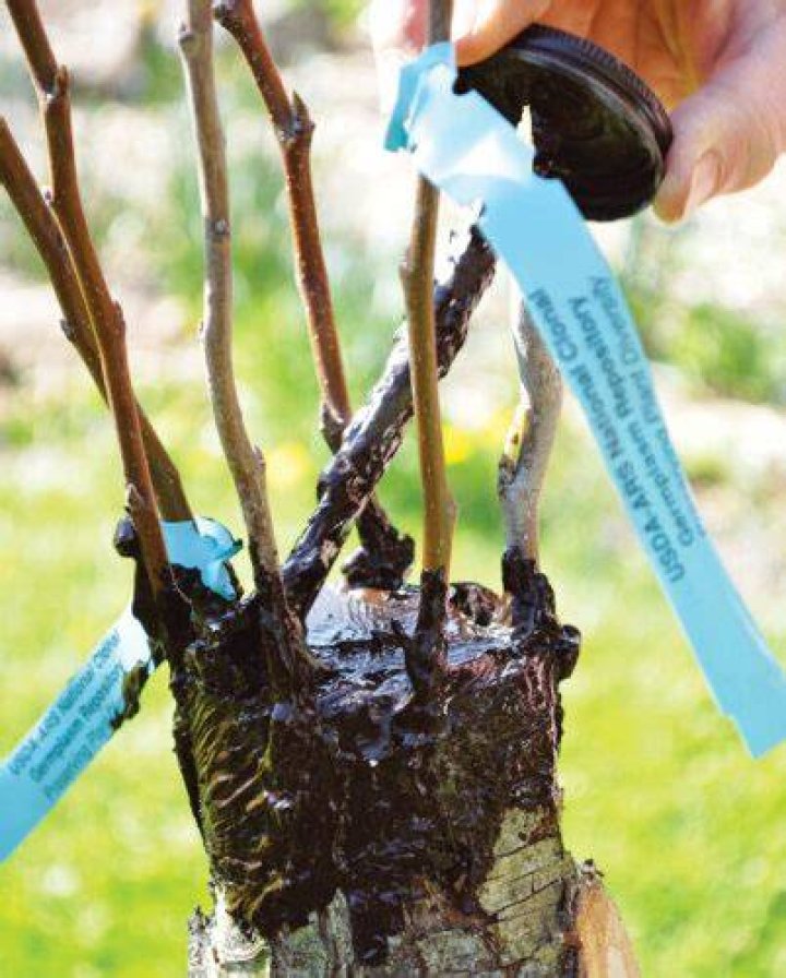 Why do people graft fruit trees