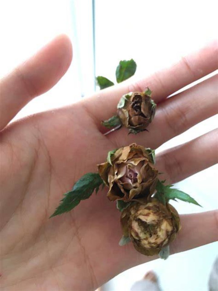 WHY DO rose buds die before blooming