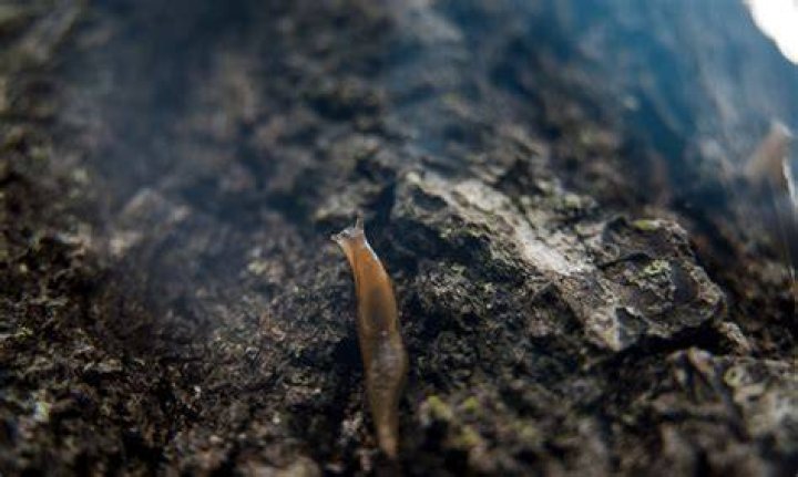 Why do slugs come out at night