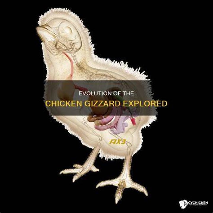 Why does a chicken have a gizzard