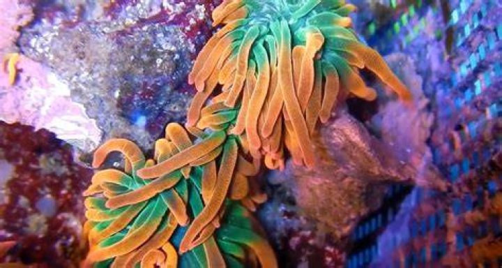Why does an anemone split