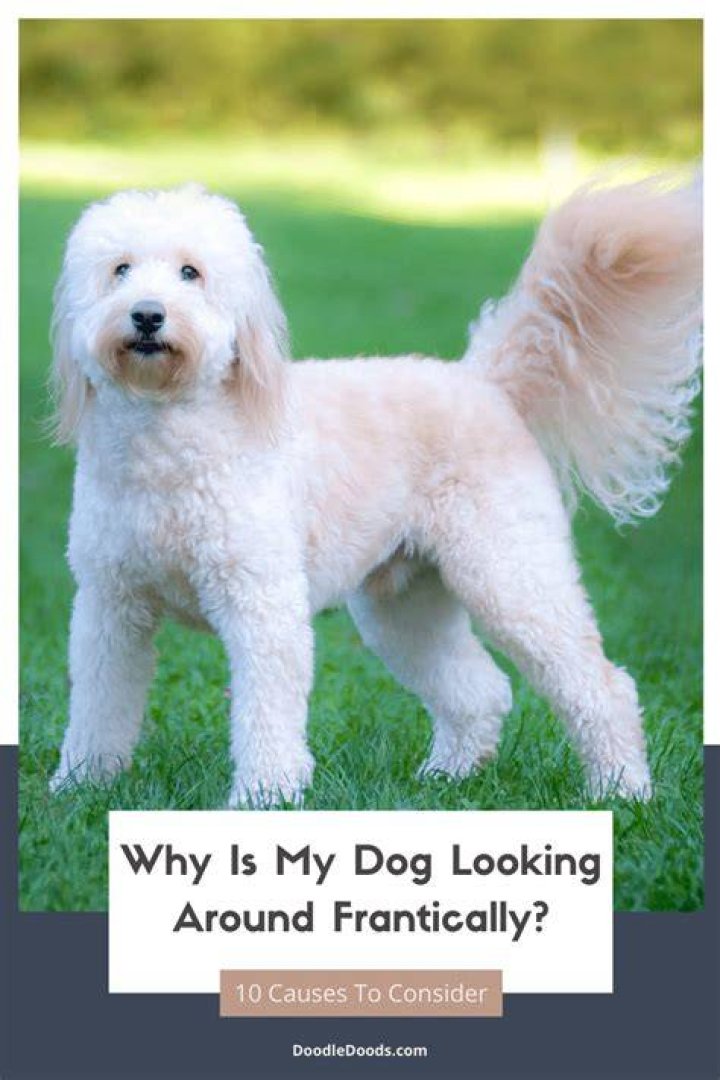 Why does my dog keep looking around