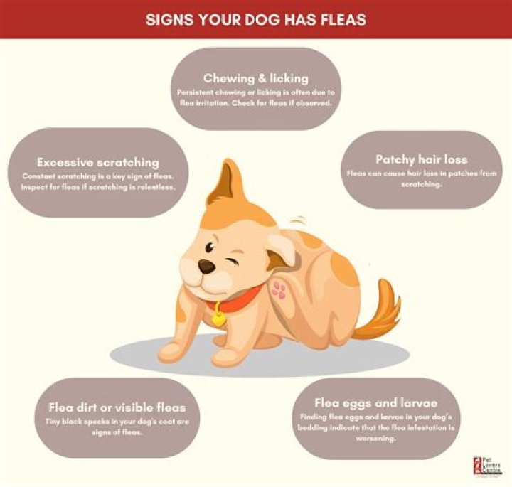 Why does my dog still have fleas after treatment