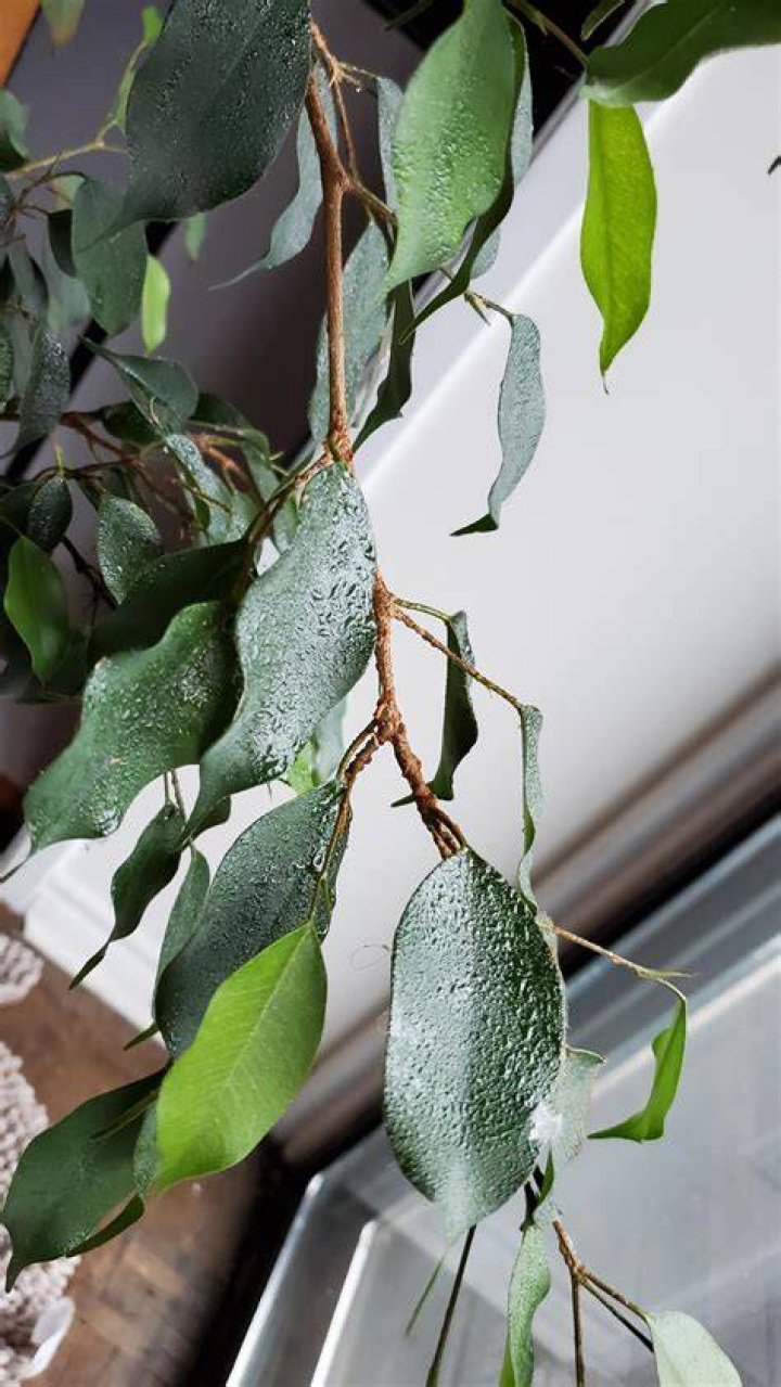 Why does my ficus tree have sticky leaves