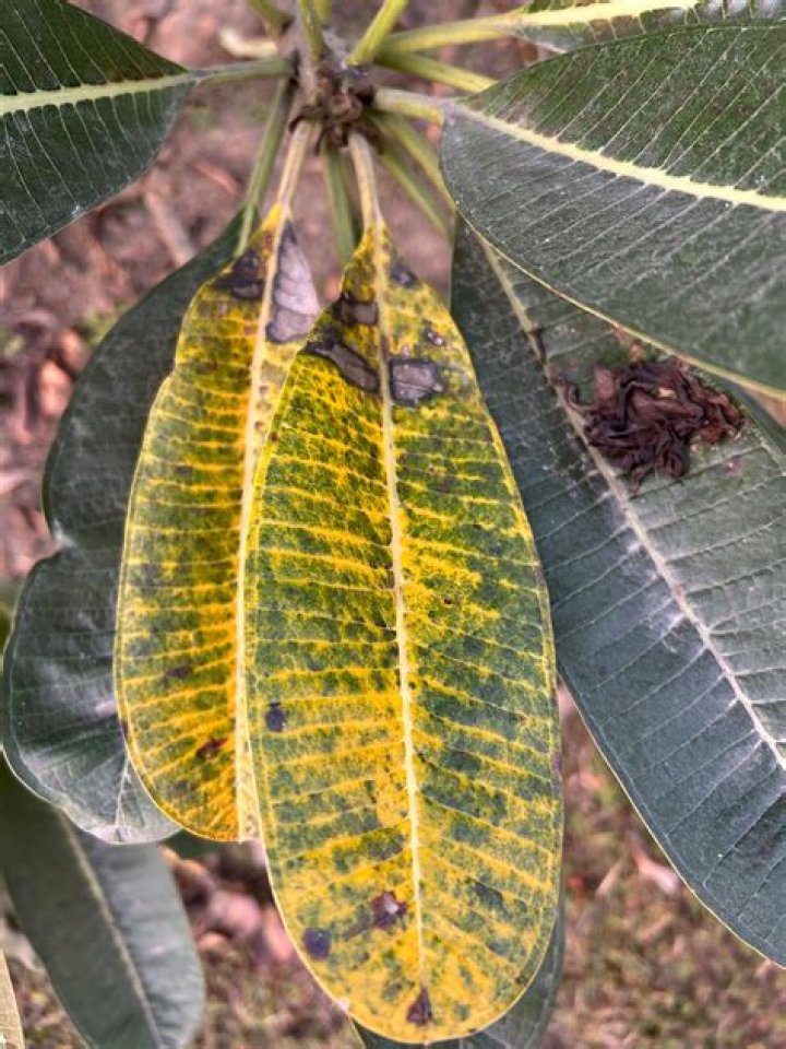 Why does my plumeria have wrinkled leaves