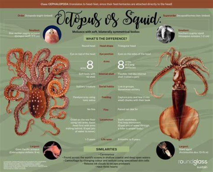 Why does Squid get tough