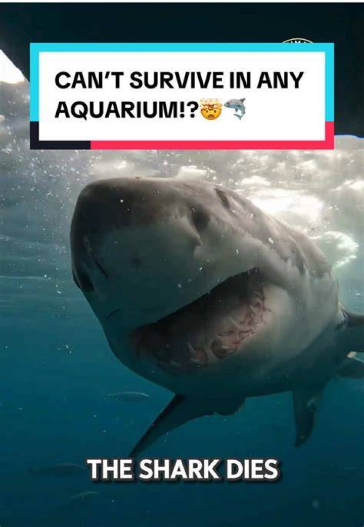 Why don t great white sharks survive in captivity