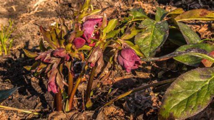Why has my hellebore died