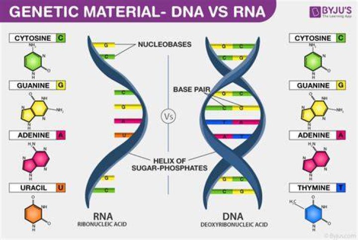 Why is DNA a better genetic material when compared to RNA
