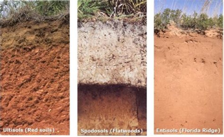 Why is Florida soil so Sandy