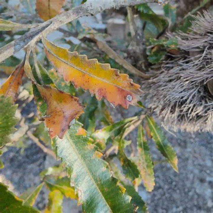 Why is my Banksia dying
