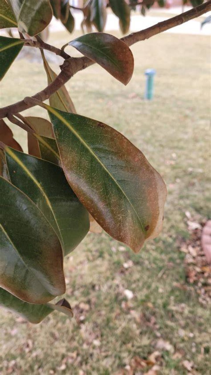 Why is my magnolia tree dropping so many leaves