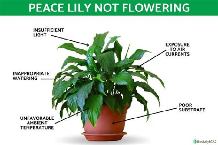 Why is my peace lily not flowering