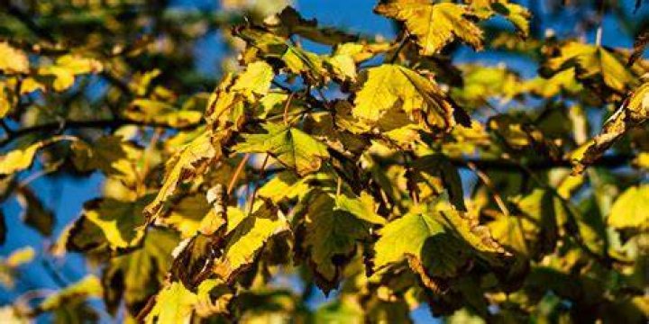 Why is my tree turning yellow