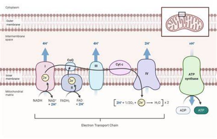 Why is the electron transport chain important