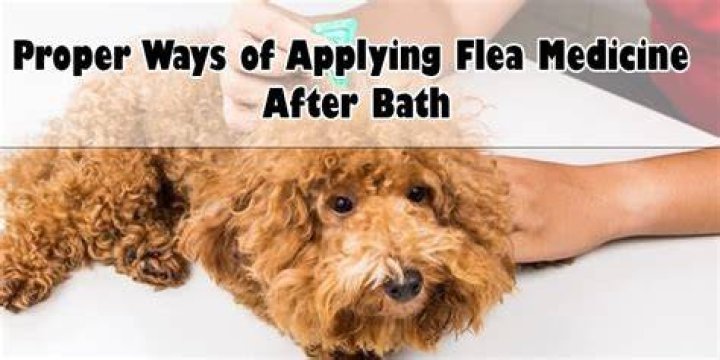 Will a bath wash off flea medicine