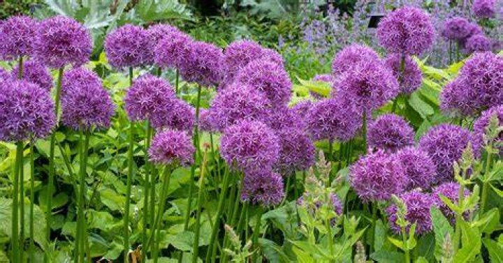 Will Allium rebloom