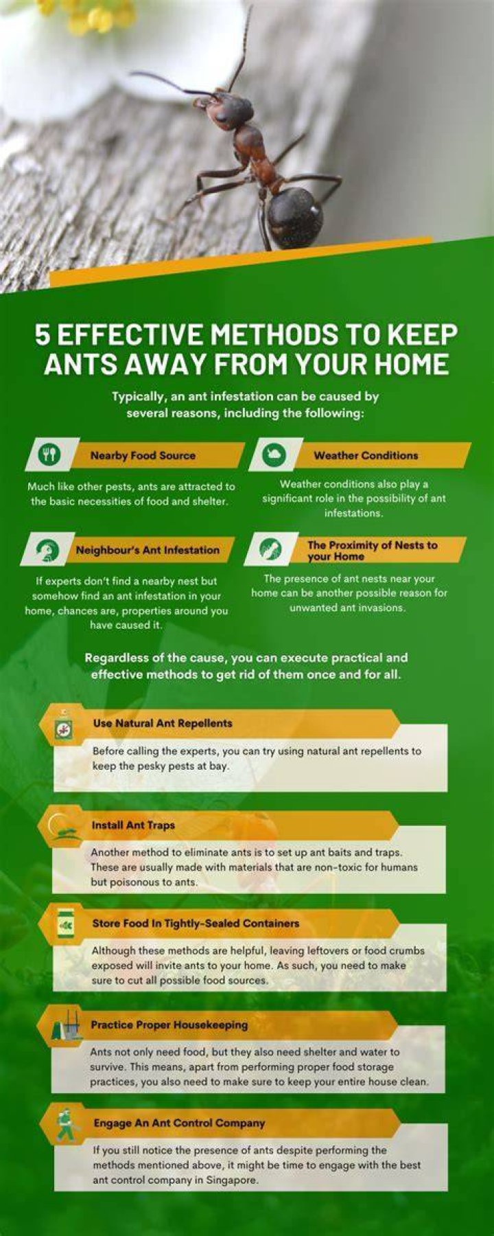 Will ammonia keep ants away