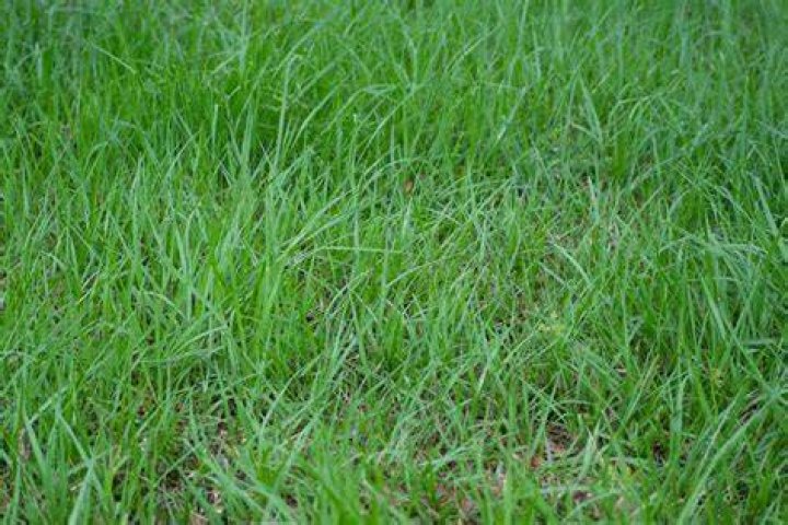 Will Bahia grass reseed itself